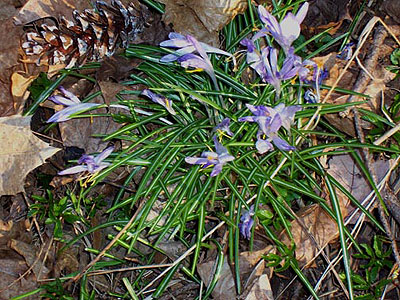 Spring buds in Acadia